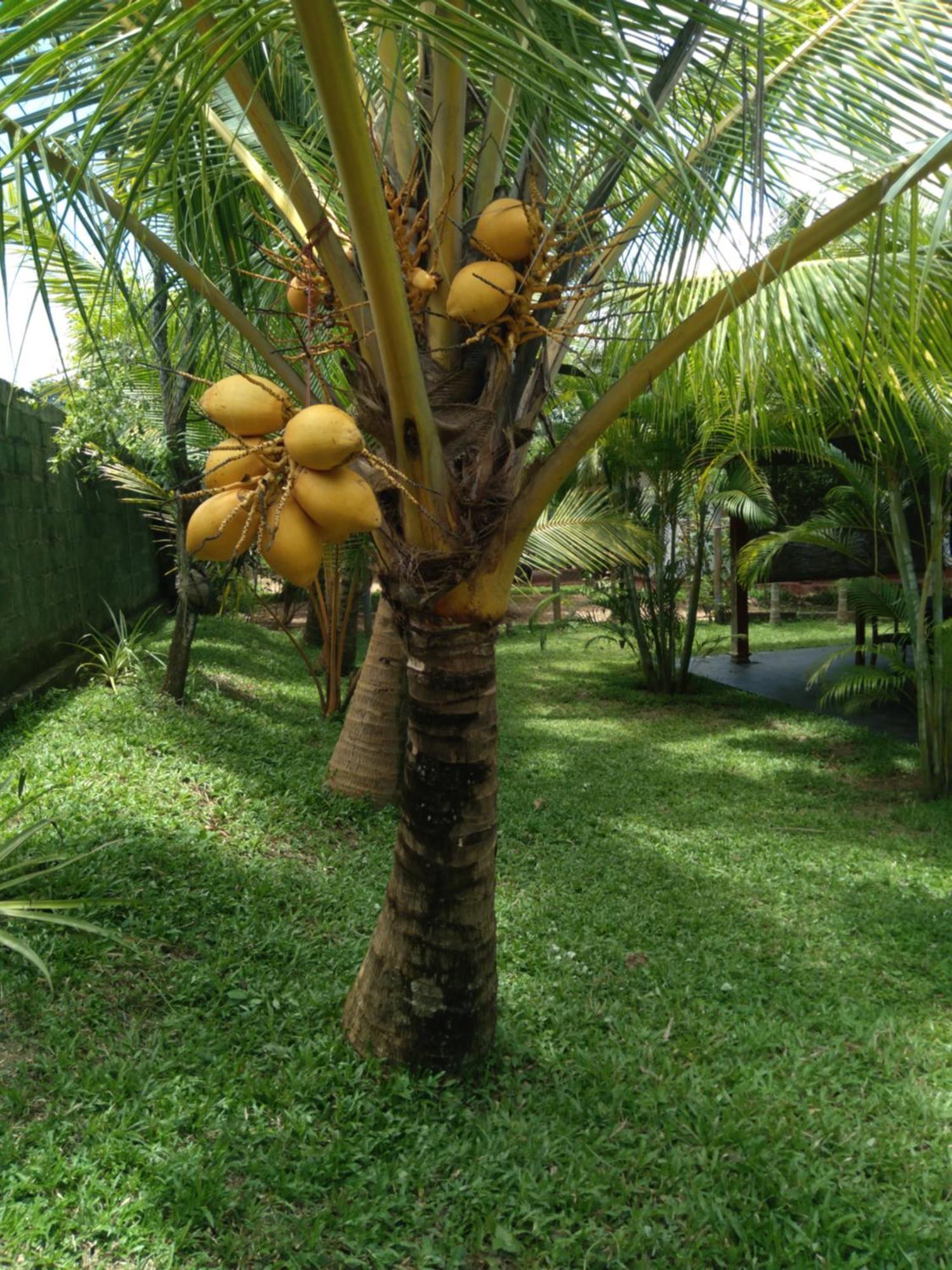 Jasmin Homestay Marakolliya Tangalle Zewnętrze zdjęcie